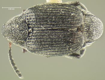 Media type: image;   Entomology 35374 Aspect: habitus dorsal view